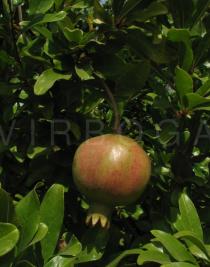 Punica granatum - Fruit - Click to enlarge!