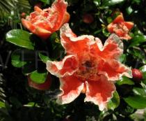 Punica granatum - Flower (ornamental breed) - Click to enlarge!