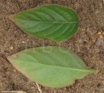 Pupalia lappacea - Upper and lower surface of leaf - Click to enlarge!