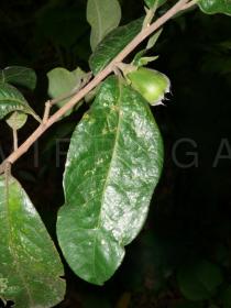 Pyrenaria
		diospyricarpa - Click to enlarge!