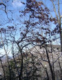 Quercus alba - Habit - Click to enlarge!