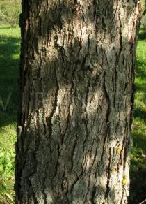 Quercus alba - Bark - Click to enlarge!