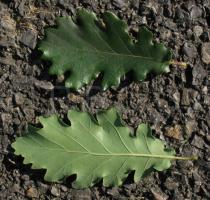 Quercus pubescens - Upper and lower surface of leaf - Click to enlarge!