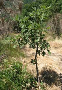 Quercus pyrenaica - Habit of juvenile tree - Click to enlarge!