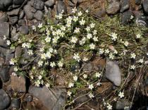 Ranunculus peltatus - Habit - Click to enlarge!