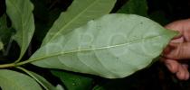 Rauvolfia verticillata - Lower surface of leaf - Click to enlarge!