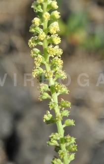 Reseda luteola - Inflorescence, close-up - Click to enlarge!