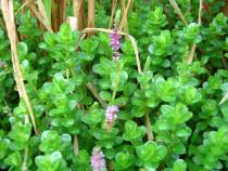 Rotala
		rotundifolia - Click to enlarge!