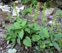 Salvia glutinosa - Habit - Click to enlarge!