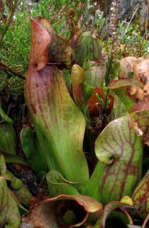 Sarracenia purpurea - Pitcher - Click to enlarge!