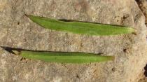 Satureja montana - Upper and lower surface of leaf - Click to enlarge!