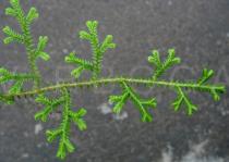Selaginella kraussiana - Branch - Click to enlarge!