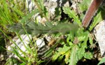 Senecio lividus - Leaf close to the basal rosette - Click to enlarge!