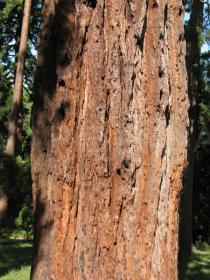 Sequoiadendron giganteum - Bark - Click to enlarge!