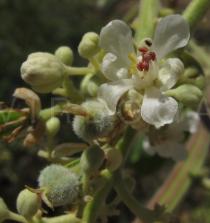 Serjania glabrata - Flower - Click to enlarge!