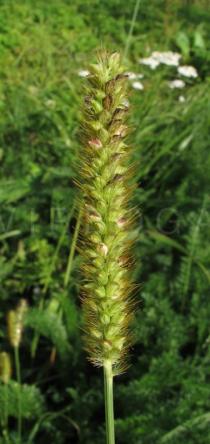 Setaria pumila - Inflorescence - Click to enlarge!