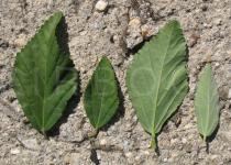 Sida rhombifolia - Leaves - Click to enlarge!