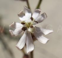 Silene nicaeensis - Flower - Click to enlarge!