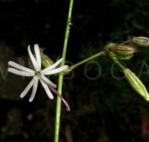 Silene nutans - Flower - Click to enlarge!