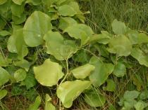 Smilax rotundifolia - Habit - Click to enlarge!