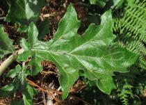 Solanum aculeastrum - Leaf - Click to enlarge!