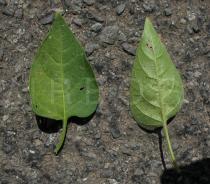 Solanum dulcamara - Upper and lower surface of leaf - Click to enlarge!