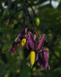 Solanum dulcamara - Flower - Click to enlarge!