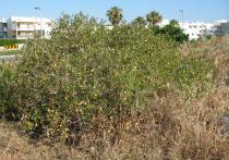 Solanum linnaeanum - Habit - Click to enlarge!