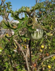 Solanum linnaeanum - Ripening fruit - Click to enlarge!