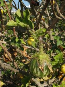 Solanum linnaeanum - Ripening fruit - Click to enlarge!