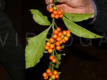 Solanum spirale - Fruits and lower side of leaves - Click to enlarge!