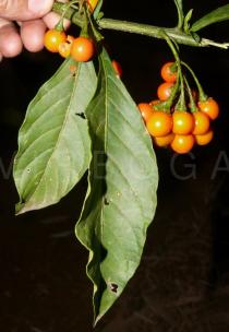 Solanum spirale - Fruits and upper side of leaves - Click to enlarge!