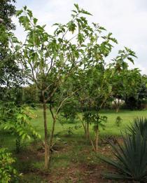 Solanum wrightii - Habit - Click to enlarge!