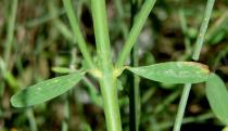 Spartium junceum - Leaves - Click to enlarge!