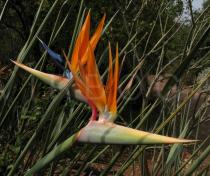 Strelitzia juncea - Flower - Click to enlarge!