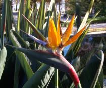 Strelitzia reginae - Flower - Click to enlarge!
