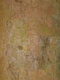 Syzygium malaccense - Bark - Click to enlarge!