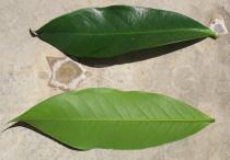 Syzygium malaccense - Upper and lower side of leaf - Click to enlarge!