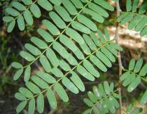 Tamarindus indica - Leaf insertion - Click to enlarge!