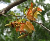 Tamarindus indica - Flowers - Click to enlarge!