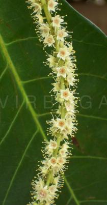 Terminalia catappa - Flowers - Click to enlarge!