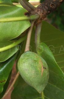 Terminalia catappa - Fruit almost ripe - Click to enlarge!