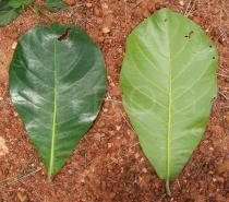 Terminalia catappa - Top and lower side of leaf - Click to enlarge!