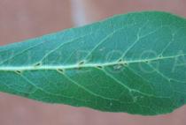 Terminalia mantaly - Close-up of the domatia on the lower side of the leaf - Click to enlarge!