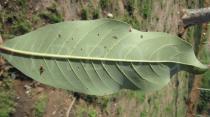 Terminalia schimperiana - Lower surface of leaf blade - Click to enlarge!