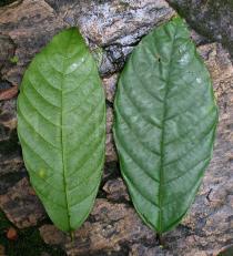 Theobroma cacao - Upper and lower surface of leaf - Click to enlarge!