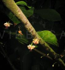 Theobroma cacao - Flowers - Click to enlarge!