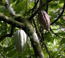 Theobroma cacao - Fruits - Click to enlarge!