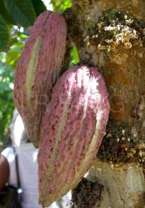 Theobroma cacao - Fruits and flowers - Click to enlarge!