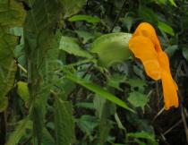 Thunbergia alata - Flower, side view - Click to enlarge!